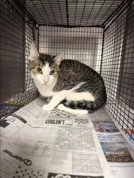 Shelter Stray Unknown Cat last seen , West Valley Animal Shelter, 20655 Plummer St, Chatsworth, CA 91311, USA