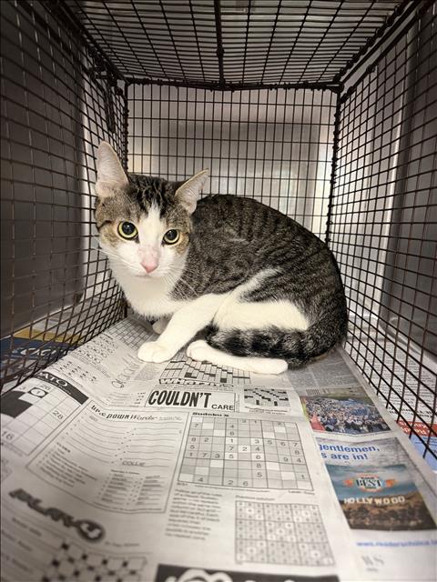 Shelter Stray Unknown Cat last seen , West Valley Animal Shelter, 20655 Plummer St, Chatsworth, CA 91311, USA