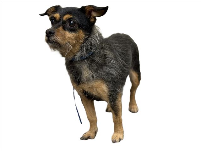 Shelter Stray Female Dog last seen , 3201 Lacy St, Los Angeles, CA 90031, USA