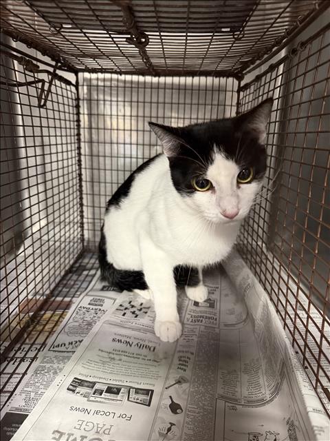 Shelter Stray Unknown Cat last seen , West Valley Animal Shelter, 20655 Plummer St, Chatsworth, CA 91311, USA
