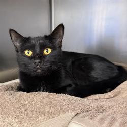 Shelter Stray Female Cat last seen Near BLOCK DEERFORD CIR, LAS VEGAS NV 89110, 655 N Mojave Rd, Las Vegas, NV 89101, USA