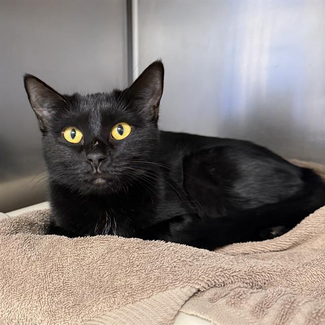 Shelter Stray Female Cat last seen Near BLOCK DEERFORD CIR, LAS VEGAS NV 89110, 655 N Mojave Rd, Las Vegas, NV 89101, USA