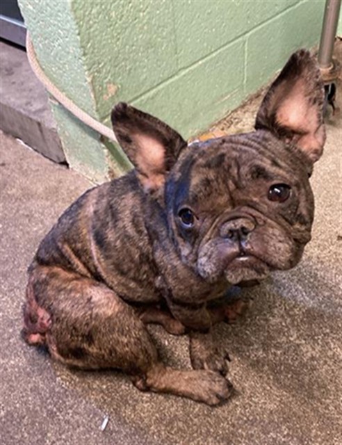 Shelter Stray Female Dog last seen TANGERINE AVE & MACK RD, 2127 Front St, Sacramento, CA 95818, USA