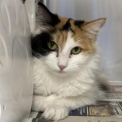 Shelter Stray Female Cat last seen Near BLOCK DEERFORD CIR, LAS VEGAS NV 89110, 655 N Mojave Rd, Las Vegas, NV 89101, USA