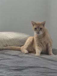 Shelter Stray Female Cat last seen Near BLOCK SE 6 CT, FORT LAUDERDALE FL 33301, 2400 SW 42nd St, Fort Lauderdale, FL 33312, USA