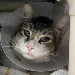 Shelter Stray Male Cat last seen Near BLOCK W RUSSELL RD, LAS VEGAS NV 89118, 655 N Mojave Rd, Las Vegas, NV 89101, USA