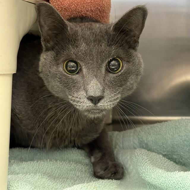 Shelter Stray Female Cat last seen E CRAIG RD & LOSEE RD, 655 N Mojave Rd, Las Vegas, NV 89101, USA