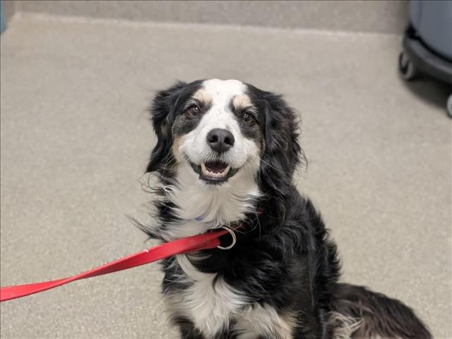 Shelter Stray Male Dog last seen Near BLK W CHARLESTON BLVD, LAS VEGAS NV 89135, 655 N Mojave Rd, Las Vegas, NV 89101, USA