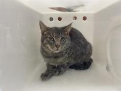Shelter Stray Unknown Cat last seen Near BLOCK S 95TH ST, 3839 W Burnham St, West Milwaukee, WI 53215, USA
