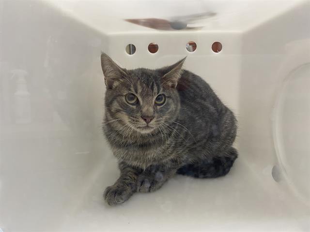 Shelter Stray Unknown Cat last seen Near BLOCK S 95TH ST, 3839 W Burnham St, West Milwaukee, WI 53215, USA