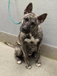 Shelter Stray Male Dog last seen Near BLK AVENIDA VAQUERO, LAS VEGAS NV 89108, 655 N Mojave Rd, Las Vegas, NV 89101, USA