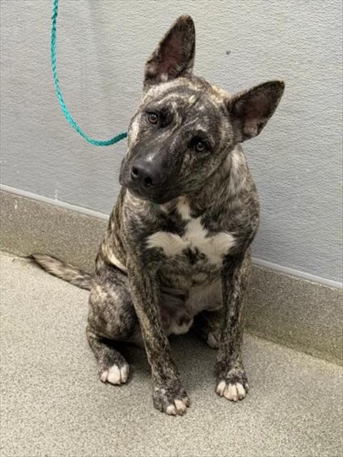 Shelter Stray Male Dog last seen Near BLK AVENIDA VAQUERO, LAS VEGAS NV 89108, 655 N Mojave Rd, Las Vegas, NV 89101, USA