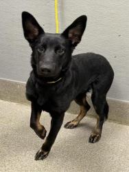 Shelter Stray Male Dog last seen E CHEYENNE AVE & N LAS VEGAS BLVD, 655 N Mojave Rd, Las Vegas, NV 89101, USA