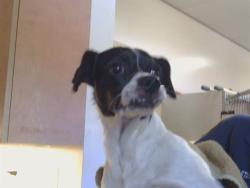 Shelter Stray Male Dog last seen LIN OAK WAY/WOODDALE WAY, 95610, 3839 Bradshaw Rd, Sacramento, CA 95827, USA