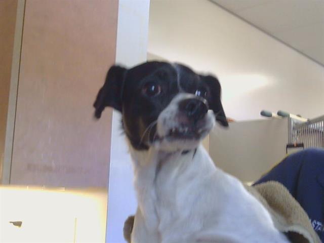 Shelter Stray Male Dog last seen LIN OAK WAY/WOODDALE WAY, 95610, 3839 Bradshaw Rd, Sacramento, CA 95827, USA