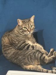 Reunited Female Cat last seen Otello way, Hutto, TX, Hutto, TX 78634