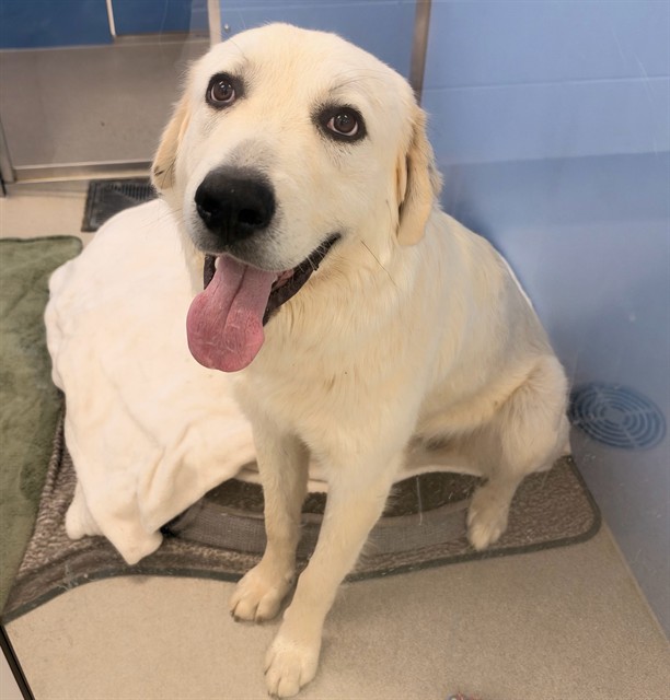 Shelter Stray Male Dog last seen VAN BUREN ST AND HARQUAHALA, 1920 S Lewis, Mesa, AZ 85210, USA