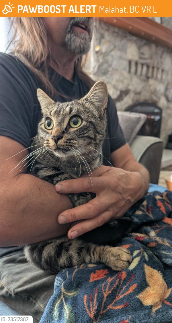 Found/Stray Male Cat last seen Malahat highway near split rock, Malahat, BC V0R 2L0