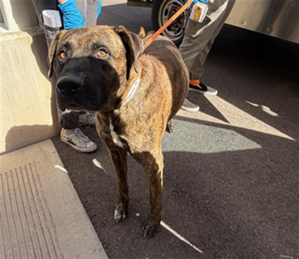 Shelter Stray Male Dog last seen 7TH STREET AND 10TH STREET, 1920 S Lewis, Mesa, AZ 85210, USA