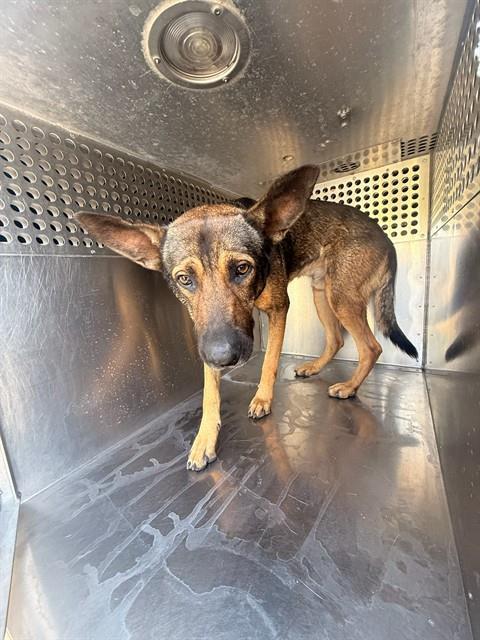 Shelter Stray Male Dog last seen CENTRAL AVE AND LYNNE AVE, 1920 S Lewis, Mesa, AZ 85210, USA
