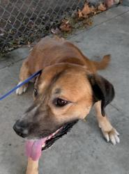 Shelter Stray Male Dog last seen Near BLK PANORAMA DR, BAKERSFIELD,CA, 201 S Mt Vernon Ave, Bakersfield, CA 93307, USA