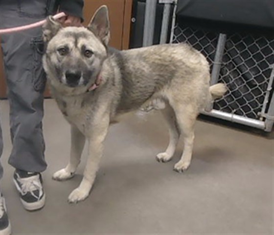 Shelter Stray Male Dog last seen SUN VALLEY PKWY AND VAN BUREN ST, 2500 S 27th Ave, Phoenix, AZ 85009, USA