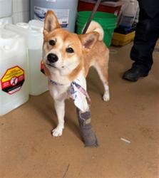 Shelter Stray Female Dog last seen EGRET ST, 130 Beyer Way, Chula Vista, CA 91911, USA