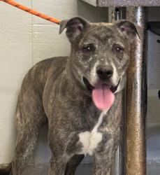 Shelter Stray Female Dog last seen , 600 Aviation Dr, Camarillo, CA 93010, USA