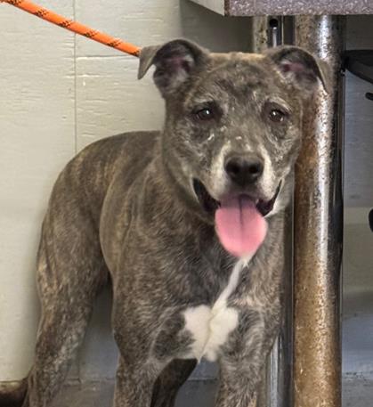 Shelter Stray Female Dog last seen , 600 Aviation Dr, Camarillo, CA 93010, USA