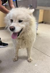 Shelter Stray Male Dog last seen Near BLOCK LAKE MATHEWS DR, PERRIS, CA, 6851 Van Buren Boulevard, Jurupa Valley, CA 92509, USA