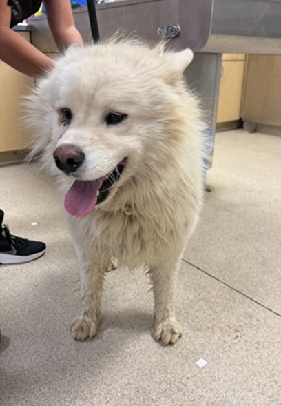 Shelter Stray Male Dog last seen Near BLOCK LAKE MATHEWS DR, PERRIS, CA, 6851 Van Buren Boulevard, Jurupa Valley, CA 92509, USA