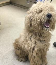 Shelter Stray Male Dog last seen Near BLOCK 27TH ST, JURUPA VALLEY, CA, 6851 Van Buren Boulevard, Jurupa Valley, CA 92509, USA