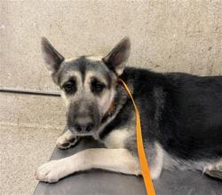 Shelter Stray Female Dog last seen Near BLOCK STEELE PEAK DR, PERRIS, CA, 6851 Van Buren Boulevard, Jurupa Valley, CA 92509, USA