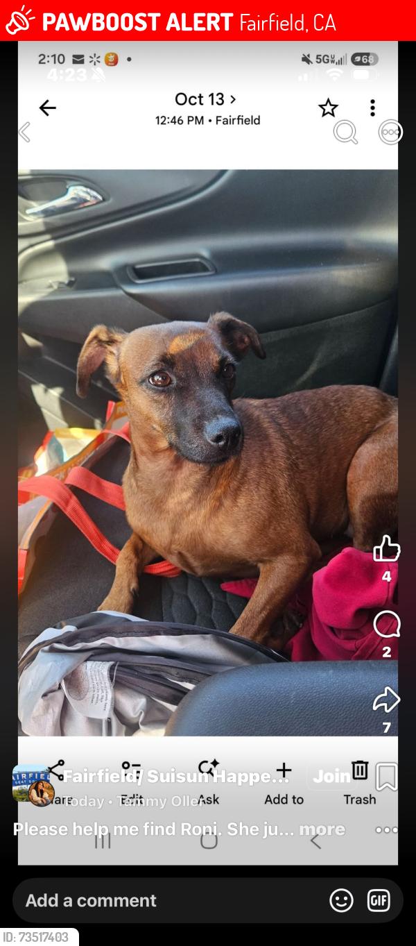 Lost Female Dog last seen Claybank and e tabor, Fairfield, CA 94533
