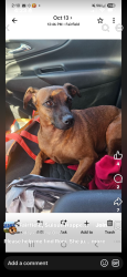 Lost Female Dog last seen Claybank and e tabor, Fairfield, CA 94533