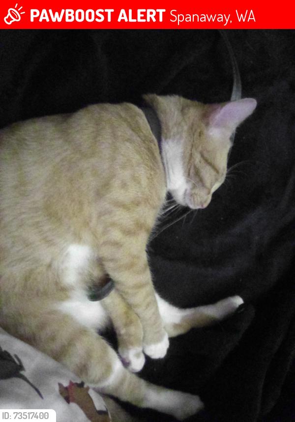 Lost Male Cat last seen Pacific highway, Spanaway, WA 98387