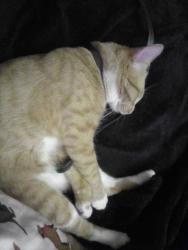 Lost Male Cat last seen Pacific highway, Spanaway, WA 98387