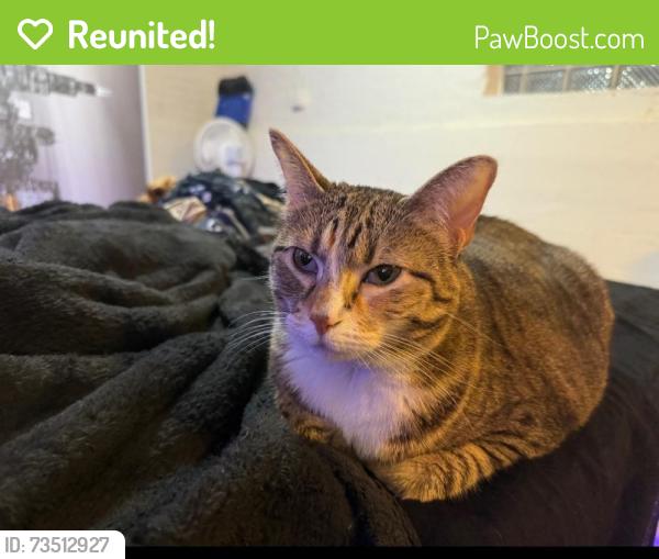 Reunited Female Cat last seen Oakton and Orchard St, Des Plaines, IL 60018