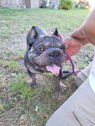 Reunited Male Dog last seen Near Fremont School, Oxnard, CA 93030