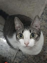 Lost Female Cat last seen Céu azul Belo Horizonte, Céu Azul, MG 