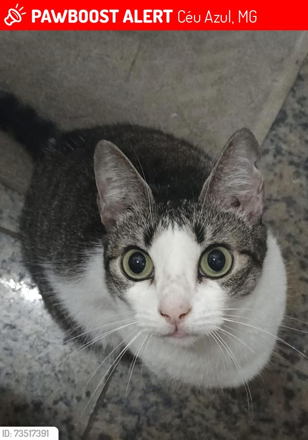 Lost Female Cat last seen Céu azul Belo Horizonte, Céu Azul, MG 