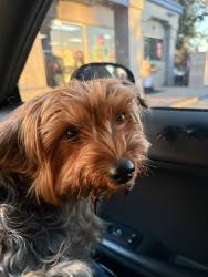 Found/Stray Male Dog last seen Near Gas Station, Hayward, CA 94544