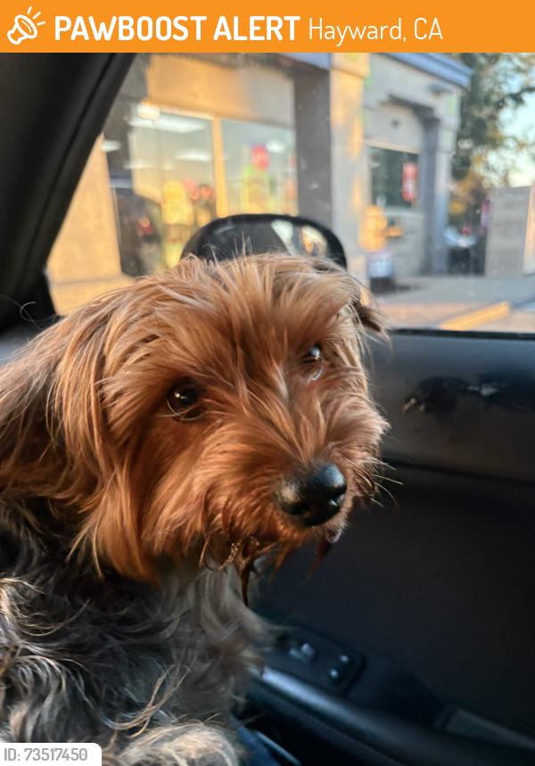 Found/Stray Male Dog last seen Near Gas Station, Hayward, CA 94544
