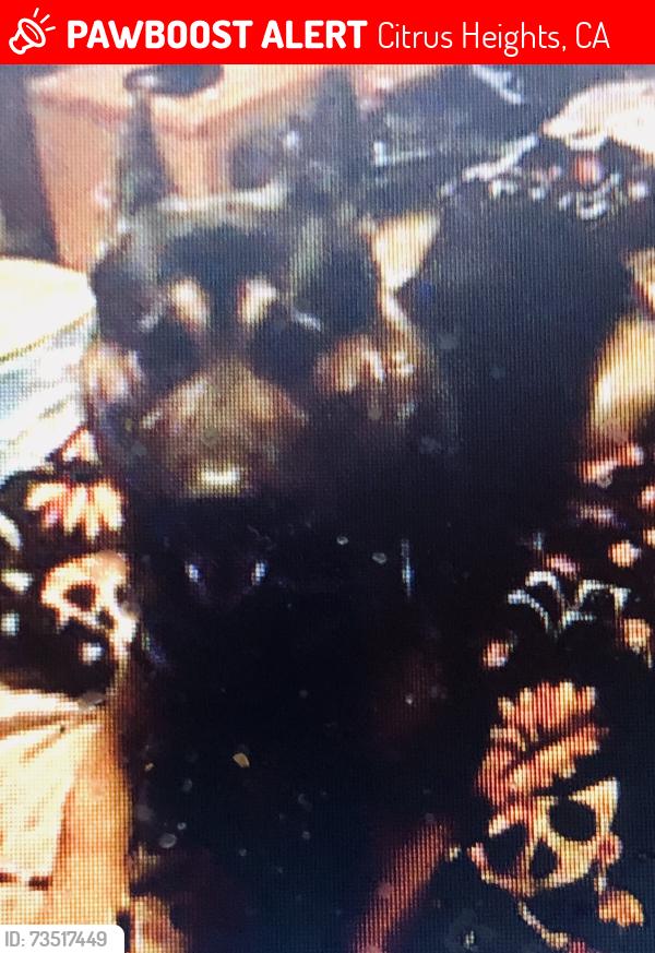 Lost Male Dog last seen Auburn and Riverside Ave, Citrus Heights, CA 95621