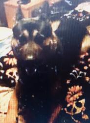 Lost Male Dog last seen Auburn and Riverside Ave, Citrus Heights, CA 95621