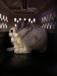 Found/Stray Unknown Rabbit last seen Good homes, Orlando, FL 32818