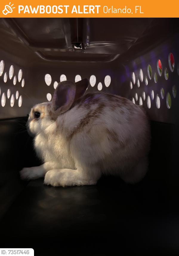 Found/Stray Unknown Rabbit last seen Good homes, Orlando, FL 32818