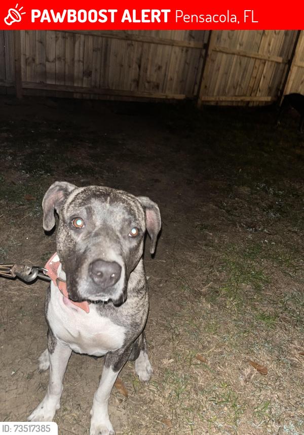 Lost Female Dog last seen M street, Pensacola, FL 32501