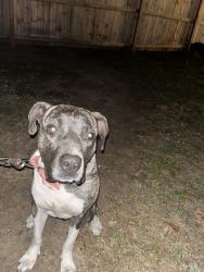 Lost Female Dog last seen M street, Pensacola, FL 32501