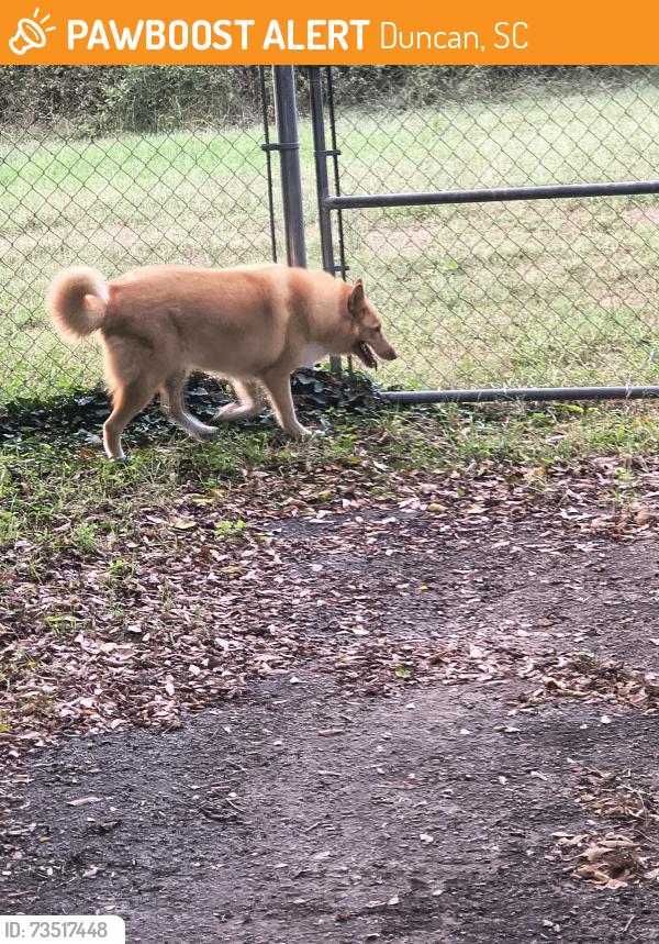 Found/Stray Unknown Dog last seen Victor Hill Rd, Duncan, SC 29334